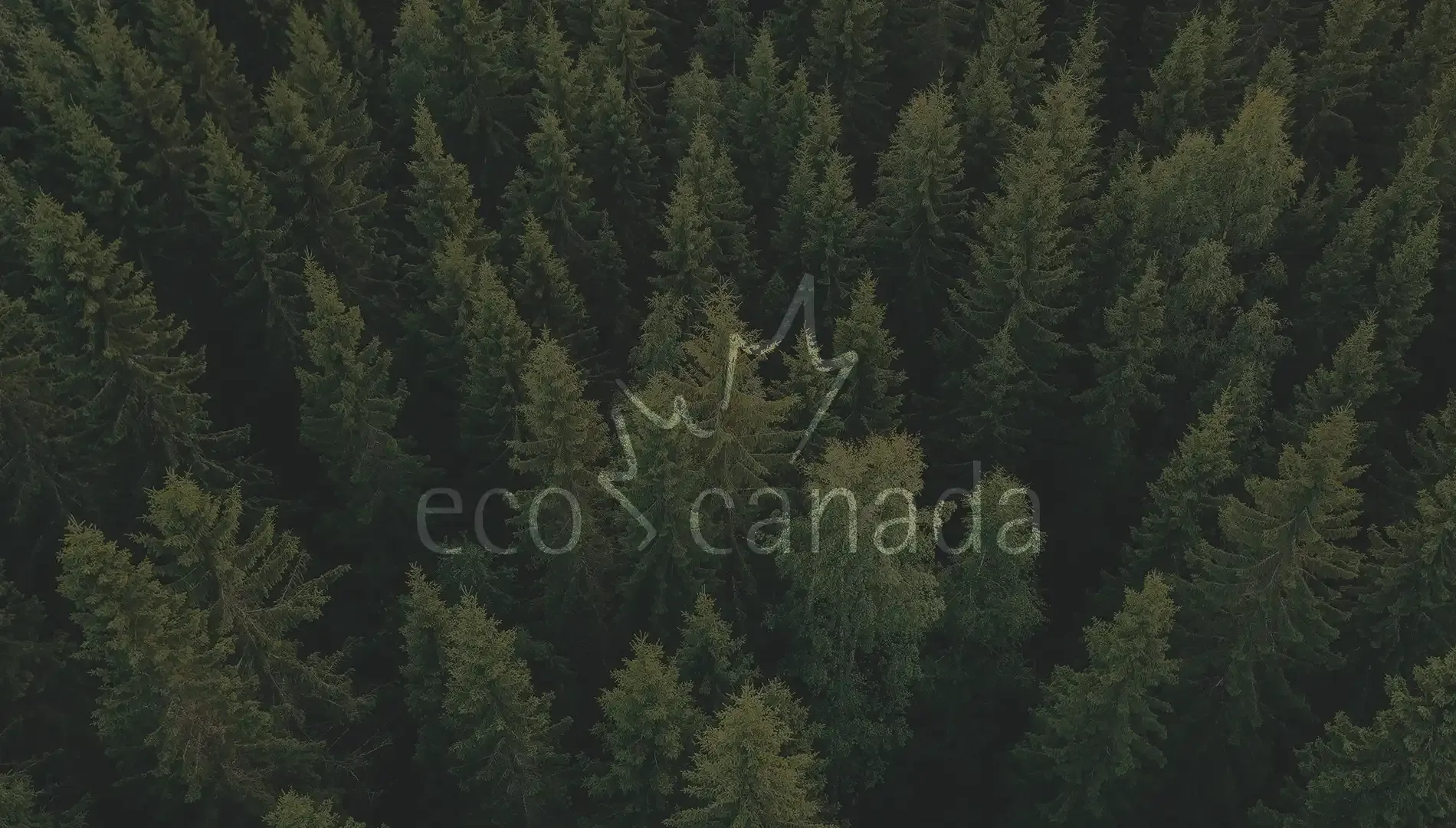 Aerial view of a dense evergreen forest, representing sustainability and environmental focus.